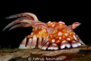 Nike air Nudi .. ;-) by Patrick Neumann 